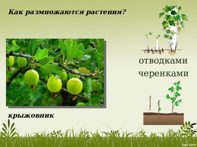Как размножаются растения? отводками черенками крыжовник 