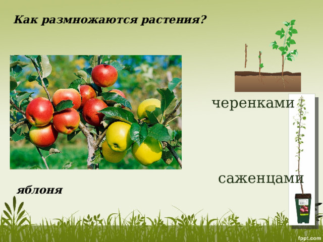 Как размножаются растения? черенками саженцами яблоня 