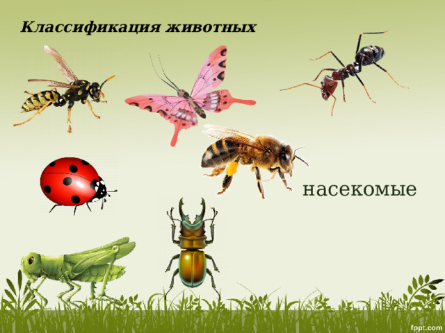 Классификация животных насекомые 