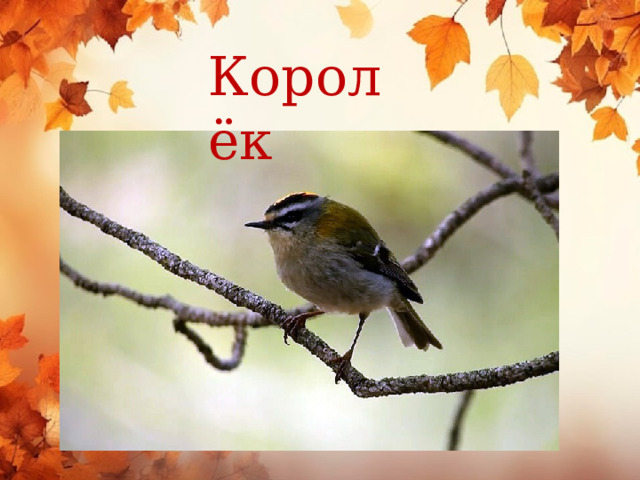 Королёк 