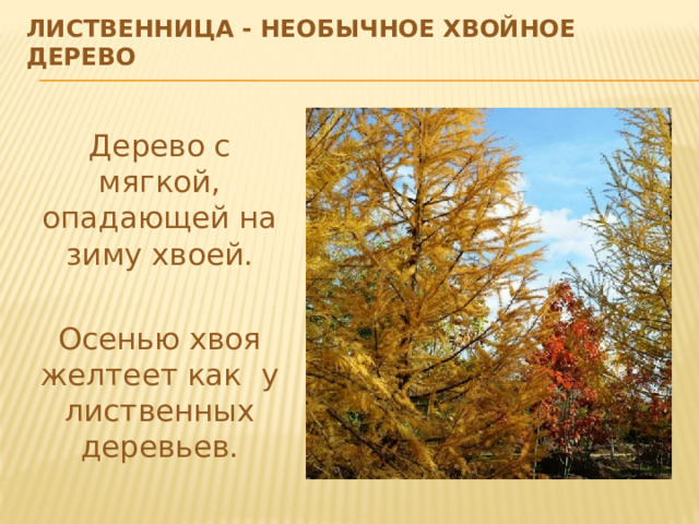 Лиственница - необычное хвойное дерево Дерево с мягкой, опадающей на зиму хвоей. Осенью хвоя желтеет как у лиственных деревьев. 