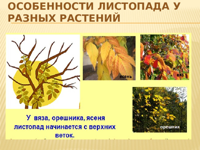Особенности листопада у разных растений 