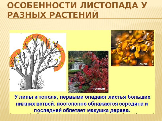 Особенности листопада у разных растений 