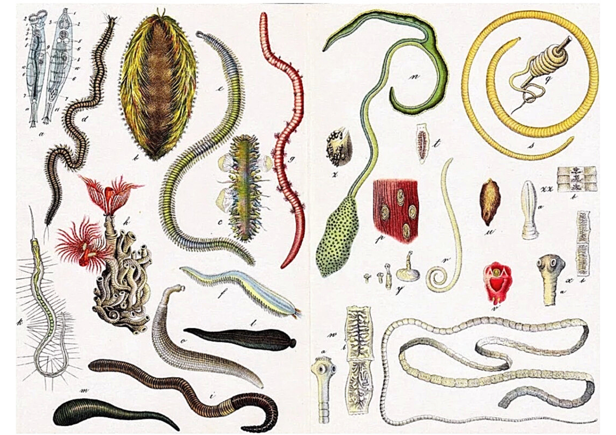 Гельминты паразитические черви. Паразитические черви гельминты и глисты. Гельминты паразитические черви у человека. Кишечные паразиты черви. Кишечник беспозвоночные