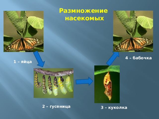 Размножение насекомых 4 – бабочка 1 – яйца 2 – гусеница 3 – куколка 