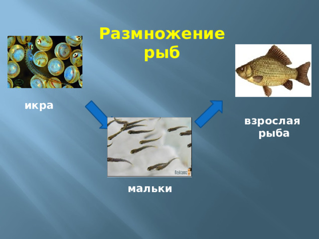 Размножение рыб икра взрослая  рыба мальки 