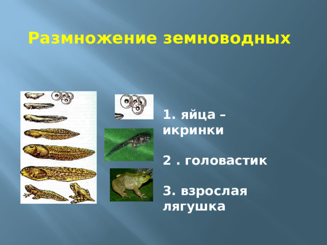 Размножение земноводных 1. яйца – икринки  2 . головастик  3. взрослая лягушка 