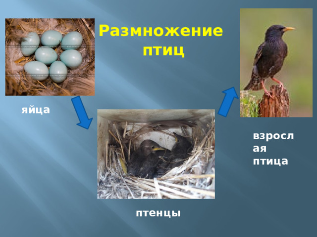 Размножение  птиц яйца взрослая птица птенцы 