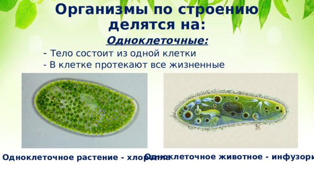 Организмы по строению делятся на: Одноклеточные: - Тело состоит из одной клетки - В клетке протекают все жизненные процессы Одноклеточное животное - инфузория Одноклеточное растение - хлорелла 