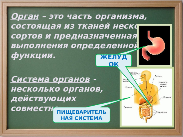 Орган – это часть организма, состоящая из тканей нескольких сортов и предназначенная для выполнения определенной функции. ЖЕЛУДОК ЖЕЛУДОК Система органов - несколько органов, действующих совместно. ПИЩЕВАРИТЕЛЬНАЯ СИСТЕМА 