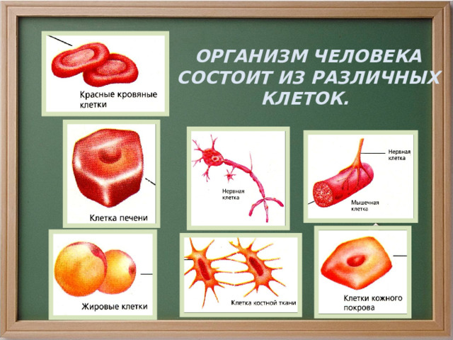 ОРГАНИЗМ ЧЕЛОВЕКА СОСТОИТ ИЗ РАЗЛИЧНЫХ КЛЕТОК. 