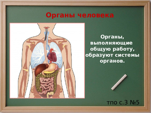  Органы человека Органы, выполняющие общую работу, образуют системы органов. тпо с.3 №5 