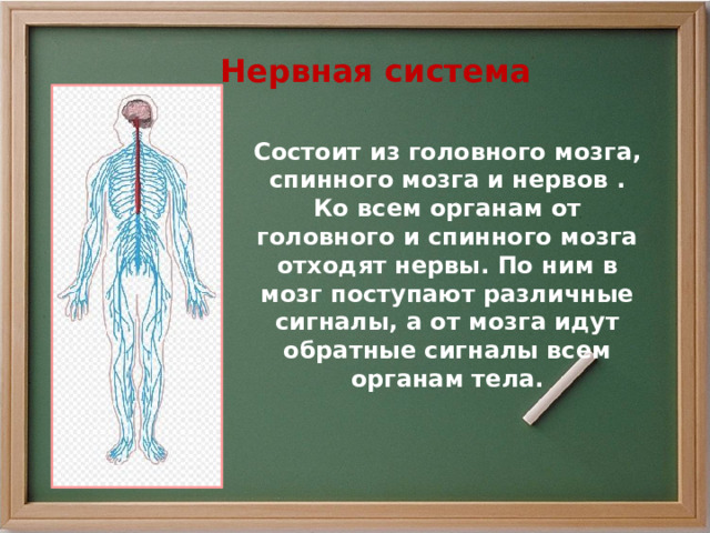  Нервная система Состоит из головного мозга, спинного мозга и нервов . Ко всем органам от головного и спинного мозга отходят нервы. По ним в мозг поступают различные сигналы, а от мозга идут обратные сигналы всем органам тела. 