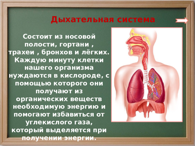  Дыхательная система Состоит из носовой полости, гортани , трахеи , бронхов и лёгких. Каждую минуту клетки нашего организма нуждаются в кислороде, с помощью которого они получают из органических веществ необходимую энергию и помогают избавиться от углекислого газа, который выделяется при получении энергии. 