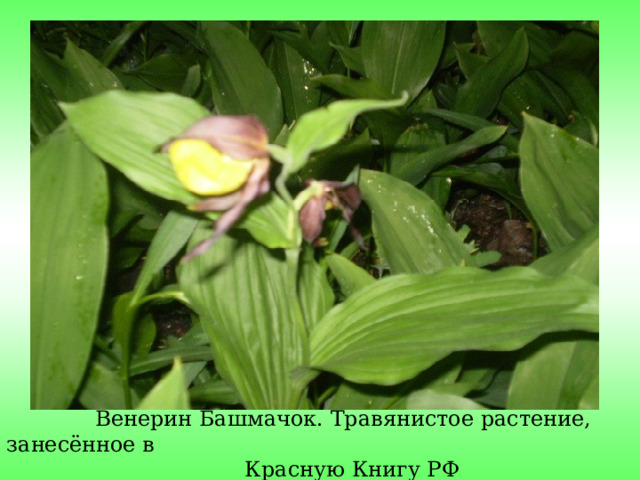  Венерин Башмачок. Травянистое растение, занесённое в  Красную Книгу РФ 