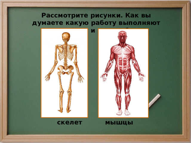 Рассмотрите рисунки. Как вы думаете какую работу выполняют скелет и мышцы? скелет мышцы 