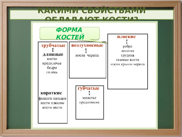 КАКИМИ СВОЙСТВАМИ ОБЛАДАЮТ КОСТИ? ФОРМА КОСТЕЙ 