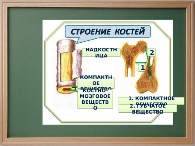 НАДКОСТНИЦА 2 1 КОМПАКТНОЕ ВЕЩЕСТВО КОСТНО- МОЗГОВОЕ ВЕЩЕСТВО 1. КОМПАКТНОЕ ВЕЩЕСТВО 2. ГУБЧАТОЕ ВЕЩЕСТВО 