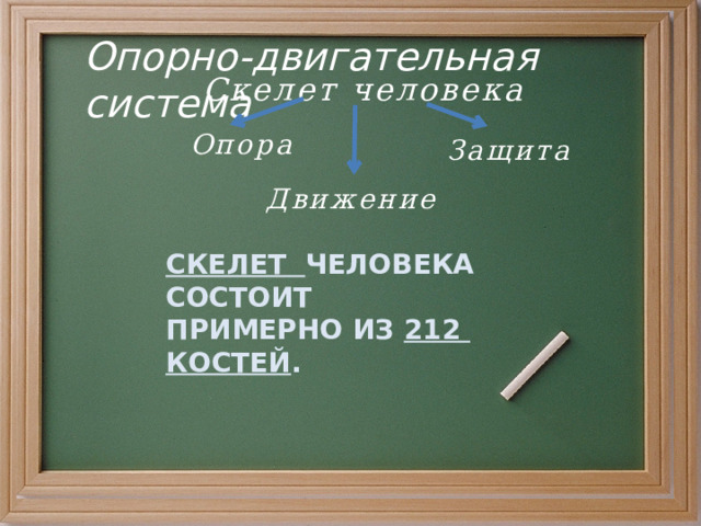 Опорно-двигательная система Скелет человека Опора Защита Движение СКЕЛЕТ ЧЕЛОВЕКА СОСТОИТ ПРИМЕРНО ИЗ 212 КОСТЕЙ . 