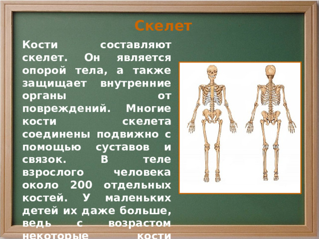 Скелет Кости составляют скелет. Он является опорой тела, а также защищает внутренние органы от повреждений. Многие кости скелета соединены подвижно с помощью суставов и связок. В теле взрослого человека около 200 отдельных костей. У маленьких детей их даже больше, ведь с возрастом некоторые кости прочно срастаются между собой! 