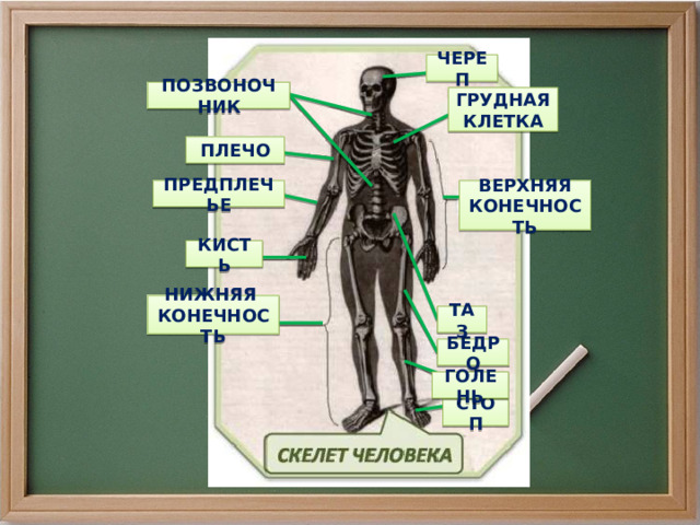 ЧЕРЕП ПОЗВОНОЧНИК ГРУДНАЯ КЛЕТКА ПЛЕЧО ВЕРХНЯЯ ПРЕДПЛЕЧЬЕ КОНЕЧНОСТЬ КИСТЬ НИЖНЯЯ КОНЕЧНОСТЬ ТАЗ БЕДРО ГОЛЕНЬ СТОП 