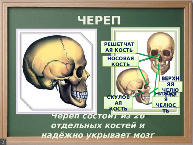 ЧЕРЕП РЕШЕТЧАТАЯ КОСТЬ НОСОВАЯ КОСТЬ ВЕРХНЯЯ ЧЕЛЮСТЬ СКУЛОВАЯ КОСТЬ НИЖНЯЯ ЧЕЛЮСТЬ Череп состоит из 26 отдельных костей и надёжно укрывает мозг 