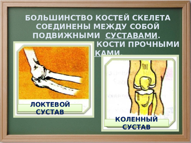 БОЛЬШИНСТВО КОСТЕЙ СКЕЛЕТА СОЕДИНЕНЫ МЕЖДУ СОБОЙ ПОДВИЖНЫМИ СУСТАВАМИ . ОНИ СКРЕПЛЯЮТ КОСТИ ПРОЧНЫМИ СВЯЗКАМИ . ЛОКТЕВОЙ СУСТАВ КОЛЕННЫЙ СУСТАВ 