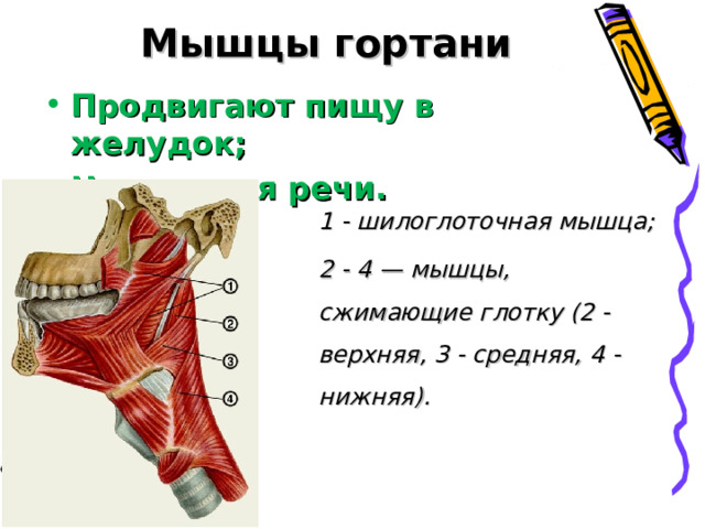 Мышцы гортани Продвигают пищу в желудок; Нужны для речи. 1 - шилоглоточная мышца; 2 - 4 — мышцы, сжимающие глотку (2 - верхняя, 3 - средняя, 4 - нижняя). 