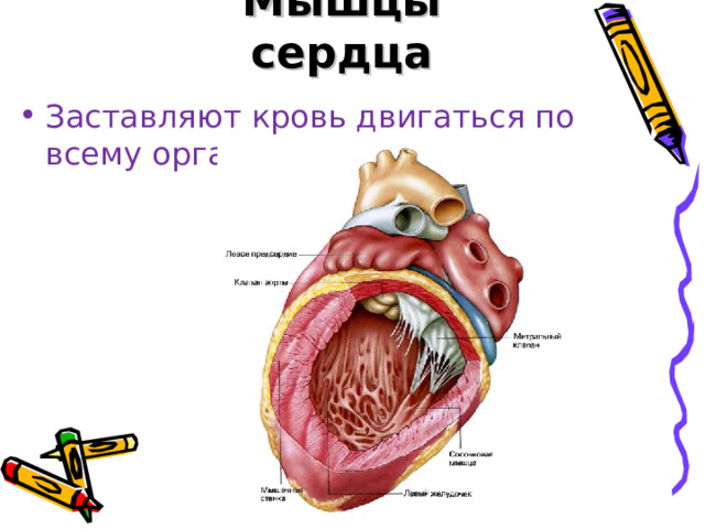 Мышцы сердца Заставляют кровь двигаться по всему организму. 