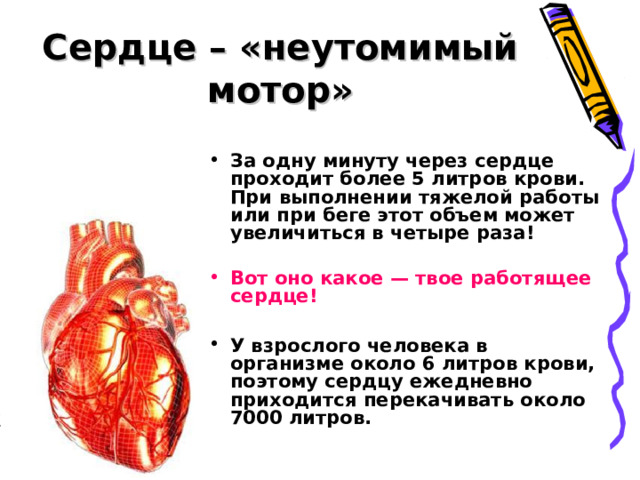 Сердце – «неутомимый мотор» За одну минуту через сердце проходит более 5 литров крови. При выполнении тяжелой работы или при беге этот объем может увеличиться в четыре раза!   Вот оно какое — твое работящее сердце!  У взрослого человека в организме около 6 литров крови, поэтому сердцу ежедневно приходится перекачивать около 7000 литров. 
