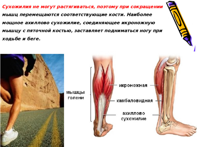 Сухожилия не могут растягиваться, поэтому при сокращении мышц перемещаются соответствующие кости. Наиболее мощное ахиллово сухожилие, соединяющее икроножную мышцу с пяточной костью, заставляет подниматься ногу при ходьбе и беге. 
