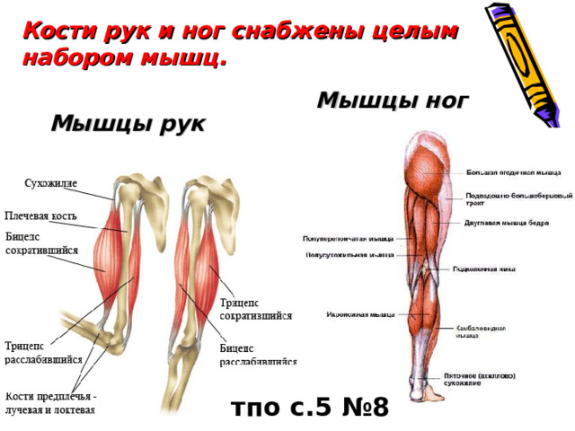 Кости рук и ног снабжены целым набором мышц. Мышцы ног Мышцы рук тпо с.5 №8 