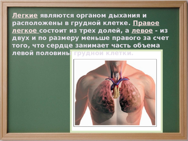 Легкие являются органом дыхания и расположены в грудной клетке. Правое легкое состоит из трех долей, а левое - из двух и по размеру меньше правого за счет того, что сердце занимает часть объема левой половины грудной клетки. 