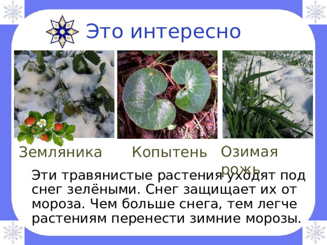 Это интересно Озимая рожь Земляника Копытень  Эти травянистые растения уходят под снег зелёными. Снег защищает их от мороза. Чем больше снега, тем легче растениям перенести зимние морозы. 