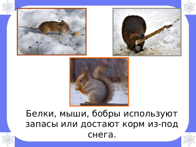 Белки, мыши, бобры используют запасы или достают корм из-под снега. 