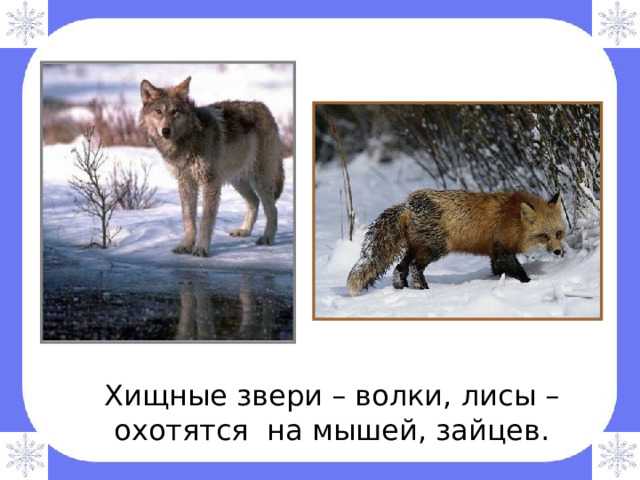  Хищные звери – волки, лисы – охотятся на мышей, зайцев. 