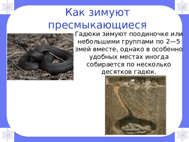 Как зимуют пресмыкающиеся Гадюки зимуют поодиночке или небольшими группами по 2—5 змей вместе, однако в особенно удобных местах иногда собирается по несколько десятков гадюк. 