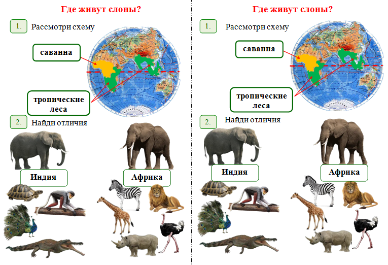 ok google сколько лет живут слоны