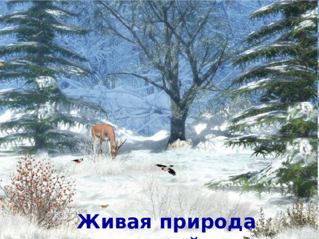 Живая природа зимой