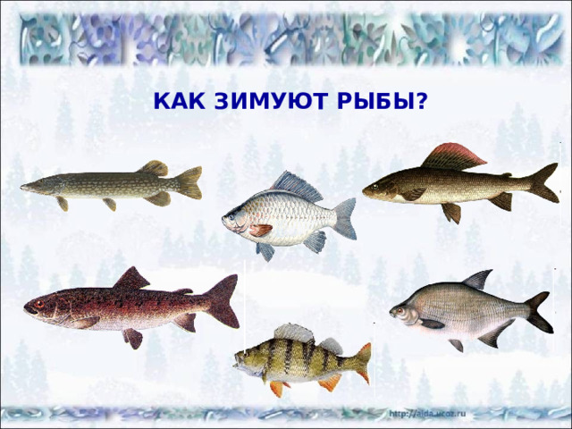 А КАК ЗИМУЮТ ЭТИ ЗВЕРИ? http://images.google.ru/images?gbv=2&hl=ru&newwindow=1&sa=1&q=%D0%B2%D0%BE%D0%BB%D0%BA&btnG=%D0%9F%D0%BE%D0%B8%D1%81%D0%BA+%D0%BA%D0%B0%D1%80%D1%82%D0%B8%D0%BD%D0%BE%D0%BA&aq=f&oq=&start=0 http://images.google.ru/imglanding?imgurl=http://www.floranimal.ru/families/2199.jpg&imgrefurl=http://www.floranimal.ru/families/2199.html&usg=__s_IskomlCCCitpcFLsyoDdm-IeE%3D&h=297&w=289&sz=20&hl=ru&tbnid=aEgbNP2JZVDqpM:&tbnh=116&tbnw=113&prev=/images%3Fq%3D%25D0%25B2%25D0%25BE%25D0%25BB%25D0%25BA%26gbv%3D2%26ndsp%3D20%26hl%3Dru%26sa%3DN%26start%3D40%26newwindow%3D1&q=%D0%B2%D0%BE%D0%BB%D0%BA&gbv=2&ndsp=20&sa=N&start=53&newwindow=1 