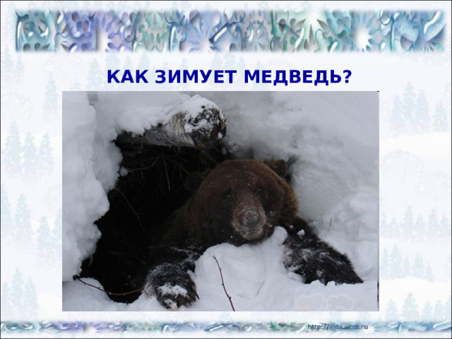 Животные Рыбы Звери  Птицы Насекомые 