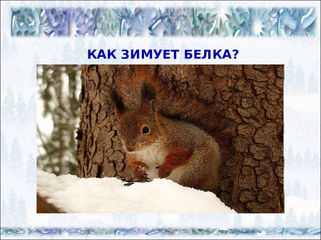 Живая природа зимой
