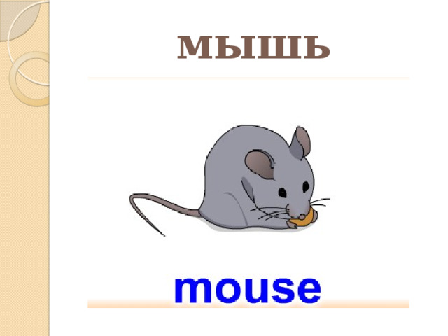 мышь 
