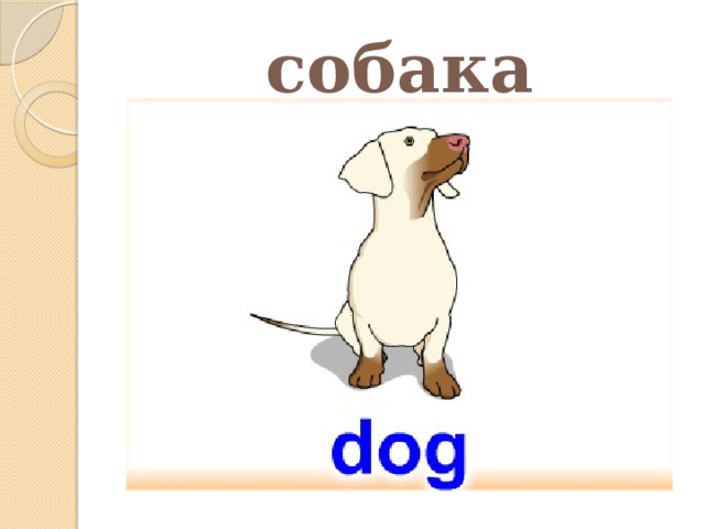 собака 