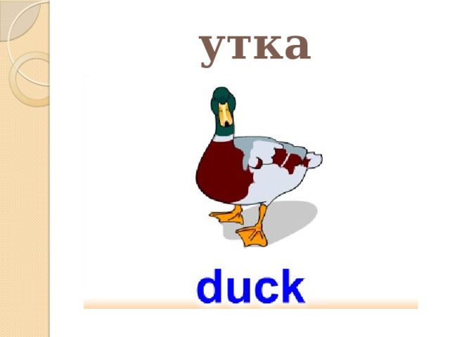 утка 
