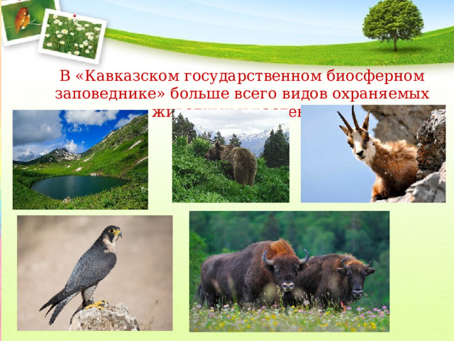 В «Кавказском государственном биосферном заповеднике» больше всего видов охраняемых животных и растений. 