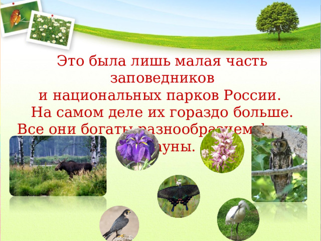 Это была лишь малая часть заповедников и национальных парков России. На самом деле их гораздо больше. Все они богаты разнообразием флоры и фауны. 