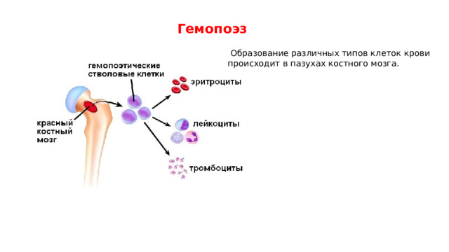 Гемопоэз  Образование различных типов клеток крови происходит в пазухах костного мозга. 