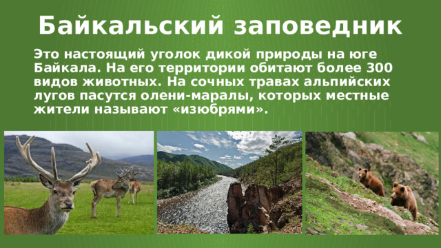 Байкальский заповедник Это настоящий уголок дикой природы на юге Байкала. На его территории обитают более 300 видов животных. На сочных травах альпийских лугов пасутся олени-маралы, которых местные жители называют «изюбрями». 