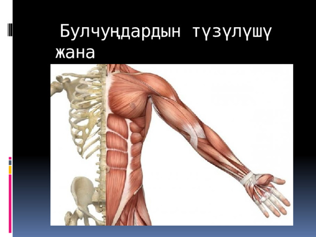 Булчуңдардын түзүлүшү жана кызматы 